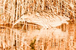 butor_etoile_20-2 null