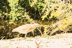 Squacco Heron (Crabier chevelu)_737A2698-2 null