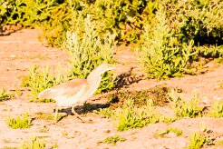 Squacco Heron (Crabier chevelu)_737A3096-2 null