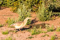 Squacco Heron (Crabier chevelu) Du côté d'Omaruru