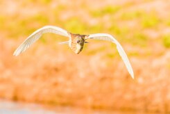 Squacco Heron (Crabier chevelu)_737A3102-2 null