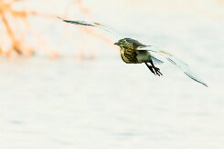 Squacco Heron (Crabier chevelu)_737A3103-2 null