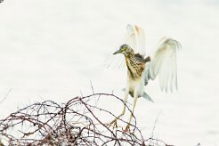 Squacco Heron (Crabier chevelu)_737A3107-2 null