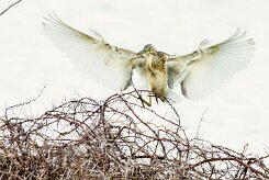 Squacco Heron (Crabier chevelu)_737A3108-2 null