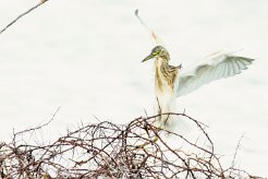 Squacco Heron (Crabier chevelu)_737A3109-2 null