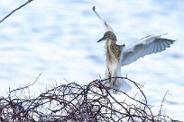 Squacco Heron (Crabier chevelu) Du côté d'Omaruru