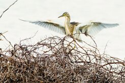 Squacco Heron (Crabier chevelu)_737A3110-2 null