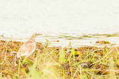 Squacco Heron (Crabier chevelu)_7D2_0614 null