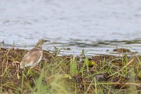 Squacco Heron (Crabier chevelu) Chobe River