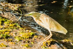 Squacco Heron (Crabier chevelu)_7D2_0644 null