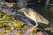 Squacco Heron (Crabier chevelu) Chobe River