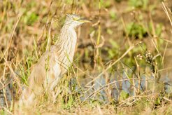 Squacco Heron (Crabier chevelu)_7D2_0792 null