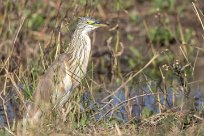 Squacco Heron (Crabier chevelu) Chobe River