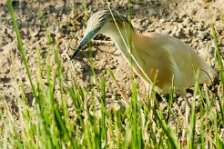 crabier_chevelu_14-2 null
