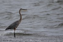 Garza azulada (Grand héron) Ometepe - Nicaragua