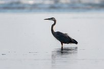 Garza azulada (Grand héron) Salinas Grande - Nicaragua