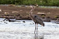 Garza azulada (Grand héron) Tarcoles - Costa Rica