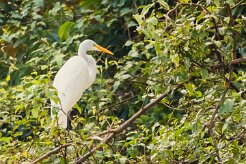Garceta grande (Grande Aigrette)_231212_5325-2 null