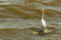 Garceta grande (Grande aigrette)_231112_3075-2 null
