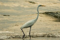 Garceta grande (Grande aigrette)_231114_3179-2 null