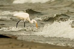Garceta grande (Grande aigrette)_231114_3183-2 null