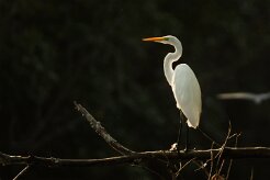 Garceta grande (Grande aigrette)_231118_3884-2 null