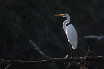 Garceta grande (Grande aigrette) Salinas Grande - Nicaragua