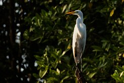 Garceta grande (Grande aigrette)_231118_3945-2 null