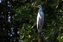 Garceta grande (Grande aigrette) Salinas Grande - Nicaragua