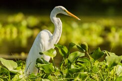 Garceta grande (Grande aigrette)_231121_4201-2 null
