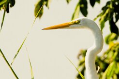 Garceta grande (Grande aigrette)_231121_4231-2 null