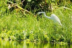 Garceta grande (Grande aigrette)_231127_4606-2 null
