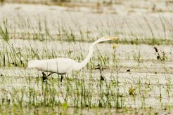 Garceta grande (Grande aigrette)_231130_4837-2 null