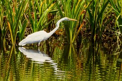 Garceta grande (Grande aigrette)_231212_5398-2 null