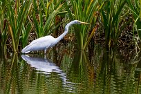 Garceta grande (Grande aigrette) Matapalo - Costa Rica