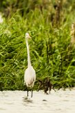 Garceta grande (Grande aigrette)_231213_5741-2 null