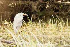 Grande aigrette_7D1_3536 null