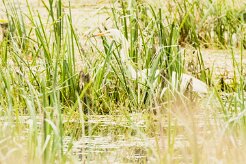Grande aigrette_7D1_3591 null
