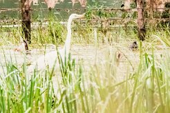 Grande aigrette_7D1_3805 null