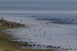 Grande aigrette_7D1_4041 null