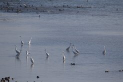 Grande aigrette_7D1_4042 null