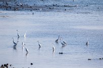 Grande aigrette Grande aigrette