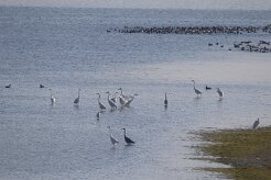 Grande aigrette_7D1_4043 null