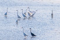 Grande aigrette Grande aigrette