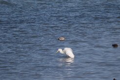 Grande aigrette_7D1_4045 null