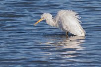 Grande aigrette Grande aigrette