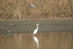 Grande aigrette_7D1_4158 null