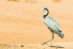 Black-headed Heron (Héron mélanocéphale)_737A8743 null