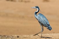 Black-headed Heron (Héron mélanocéphale) Namibie