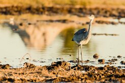 Grey Heron (Héron cendré)_7D2_1695 null